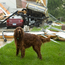 Tweet by AVMA (American Veterinary Medical Association)