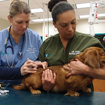 Tweet by AVMA (American Veterinary Medical Association)