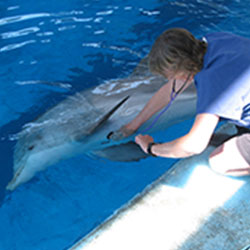 Aquatic Veterinary Careers A Deep Dive