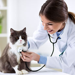 Therian on LinkedIn: #veterinary #vetlife #vetmedicine #therian4animals  #vetclinics #vetstress…